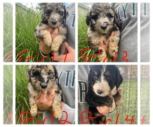 Aussiedoodle Puppy for sale in RUPERT, WV, USA