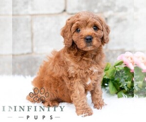 Cavapoo (Miniature) Puppy for sale in DORNSIFE, PA, USA