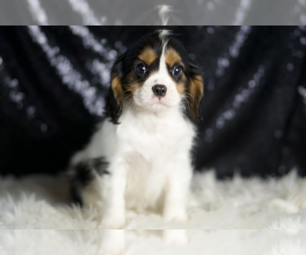Medium Photo #32 Cavalier King Charles Spaniel Puppy For Sale in WARSAW, IN, USA