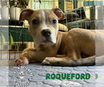 Small #1 Staffordshire Bull Terrier Mix