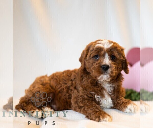 Medium Photo #3 Cavapoo (Miniature) Puppy For Sale in DORNSIFE, PA, USA