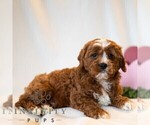 Small #2 Cavapoo (Miniature)