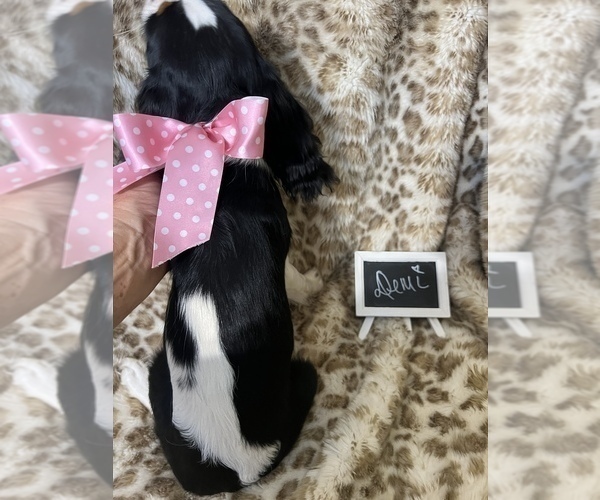 Medium Photo #2 Cavalier King Charles Spaniel Puppy For Sale in ABILENE, TX, USA