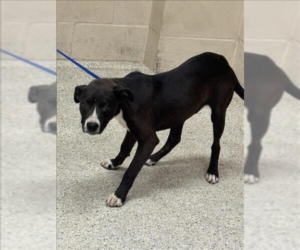 Medium Photo #1 Mutt Puppy For Sale in Conroe, TX, USA