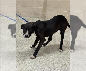 Mutt Dogs for adoption in Conroe, TX, USA