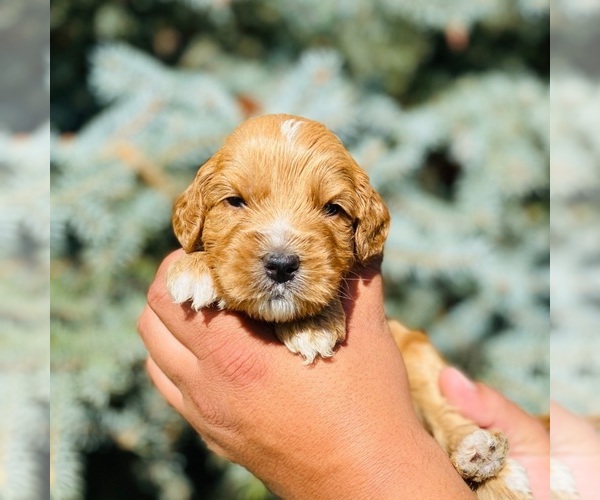 Medium Photo #1 Australian Labradoodle Puppy For Sale in RICHLAND, WA, USA