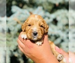 Small Photo #1 Australian Labradoodle Puppy For Sale in RICHLAND, WA, USA