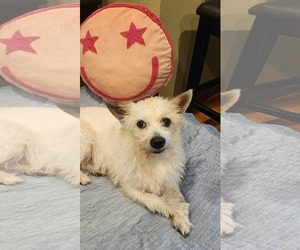 Moe - Male Chihuahua-Unknown Mix Dog for Adoption - Photo #2