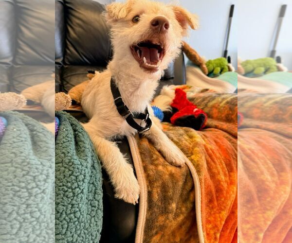 Medium Photo #3 Mutt Puppy For Sale in Cliffwood, NJ, USA