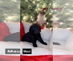 Small Photo #2 Goldendoodle Puppy For Sale in ARTESIA, CA, USA