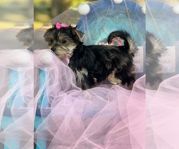 Medium Photo #4 Yorkshire Terrier Puppy For Sale in KEITHVILLE, LA, USA