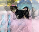 Sugar - Female Yorkshire Terrier Puppy for Sale - Photo #4