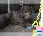 Small Photo #5 Bordoodle Puppy For Sale in JACKSONVILLE, FL, USA