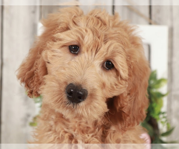 Medium Photo #2 Goldendoodle Puppy For Sale in MOUNT VERNON, OH, USA