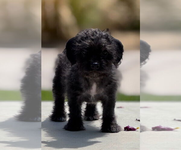 Medium Photo #3 Mutt Puppy For Sale in San Diego, CA, USA
