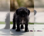 Small #2 Mutt