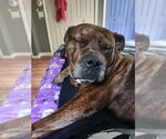 Small #22 American Staffordshire Terrier-Boxer Mix