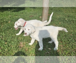 Akbash Dog Puppy for sale in BROOKSVILLE, FL, USA