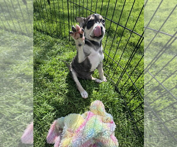 Medium Photo #2 Siberian Husky-Unknown Mix Puppy For Sale in Springdale, PA, USA