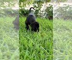 Puppy 7 Cane Corso-Mastiff Mix