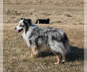 Father of the Miniature American Shepherd puppies born on 04/03/2021