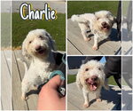 Charlie - Male Maltese-Unknown Mix Dog for Adoption - Small photo