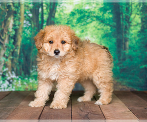 Aussiedoodle Miniature Puppy for sale in SHIPSHEWANA, IN, USA