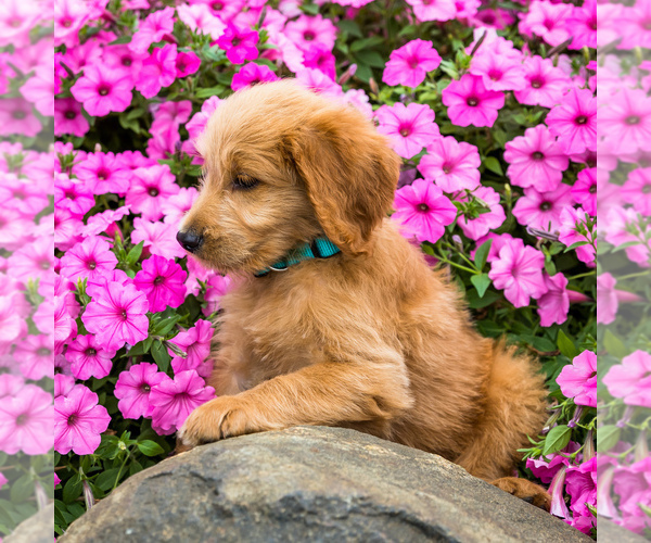 Medium Photo #3 Goldendoodle Puppy For Sale in WAKARUSA, IN, USA