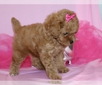 Small #5 Poodle (Toy)