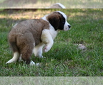 Small Photo #6 Saint Bernard Puppy For Sale in AVALON, MO, USA