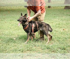 German Shepherd Dog Puppy for sale in ROACHDALE, IN, USA