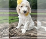 Small #3 Goldendoodle
