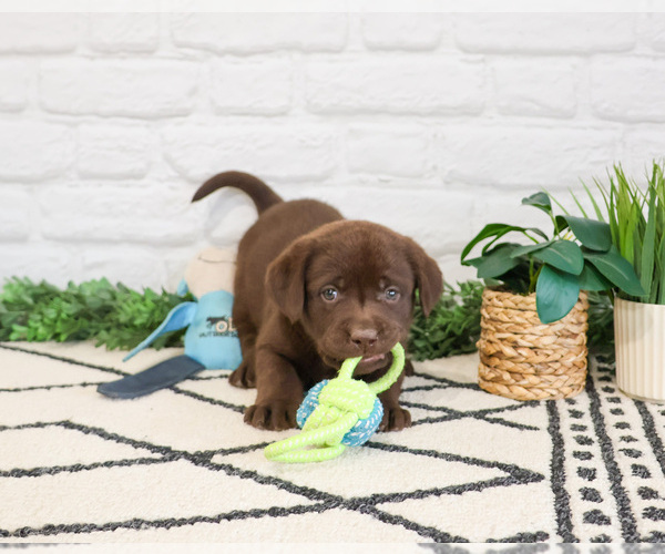 Medium Photo #5 Labrador Retriever Puppy For Sale in SYRACUSE, IN, USA