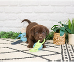 Small #4 Labrador Retriever
