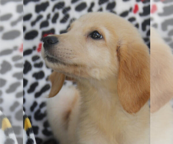 Medium Photo #10 Golden Retriever Puppy For Sale in STATEN ISLAND, NY, USA
