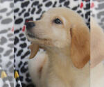 Small Photo #10 Golden Retriever Puppy For Sale in STATEN ISLAND, NY, USA