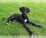 Small Photo #4 Greyhound-Saluki Mix Puppy For Sale in Laramie, WY, USA
