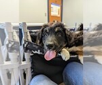 Small #1 Australian Shepherd