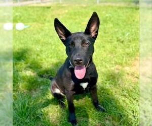 Shepradors Dogs for adoption in Conroe, TX, USA