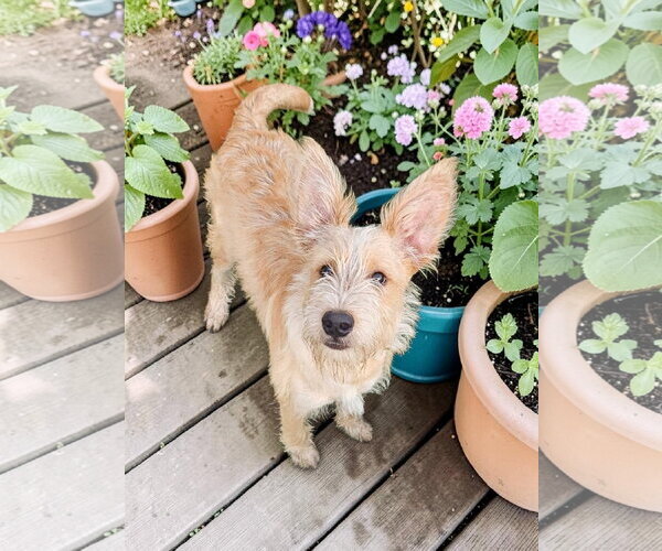 Medium Photo #3 Texas Heeler-Unknown Mix Puppy For Sale in McKinney, TX, USA
