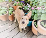 Small Photo #3 Texas Heeler-Unknown Mix Puppy For Sale in McKinney, TX, USA