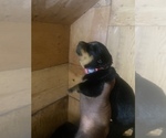 Small Photo #7 Rottweiler Puppy For Sale in RICHLAND, GA, USA