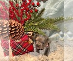Puppy Female cutsie French Bulldog