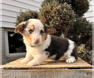 Pembroke Welsh Corgi Puppy for sale in MIDDLEBURY, IN, USA