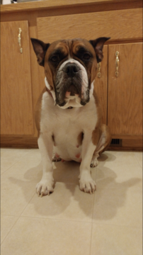 Medium Photo #1 Olde English Bulldogge Puppy For Sale in PRINCETON, MN, USA