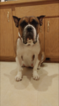 Small Photo #1 Olde English Bulldogge Puppy For Sale in PRINCETON, MN, USA