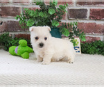 Small #5 West Highland White Terrier