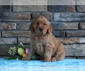 Golden Retriever Puppy for sale in FREDERICKSBURG, OH, USA