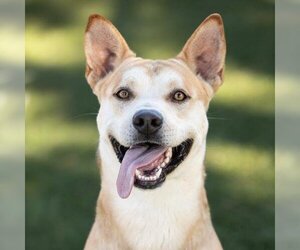 American Pit Bull Terrier-Siberian Husky Mix Dogs for adoption in Camarillo, CA, USA