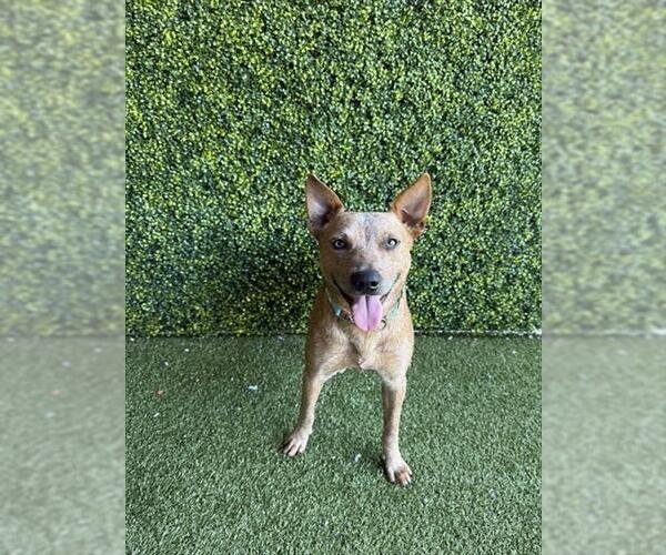 Medium Photo #2 Mutt Puppy For Sale in Naples, FL, USA